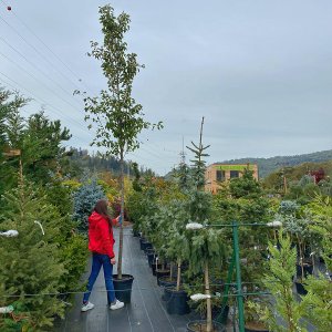 Hruška okrasná (Pyrus calleryana) ´CHANTICLEER´ - výška 300-350 cm, obvod kmeňa: 8/10 cm, kont. C30L